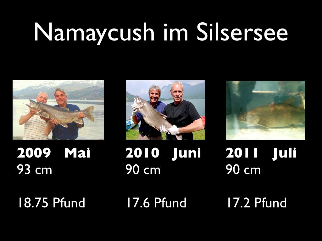 Namaicush-Rekord-2009-2010-2011-Juerg-Ruschinski-Silsersee.jpeg